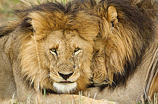 肯尼亚,马赛马拉,两个,狮子,休息,面对面