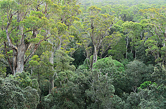 温带雨林,保护区,塔斯马尼亚,澳大利亚