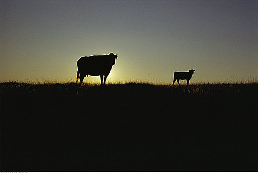 剪影,母牛,幼兽,柏树山省立公园,萨斯喀彻温,加拿大