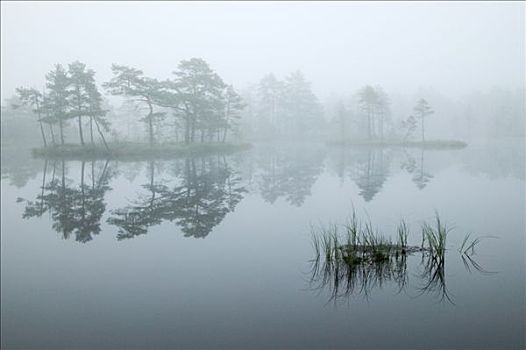 晨雾,上方,湖,瑞典