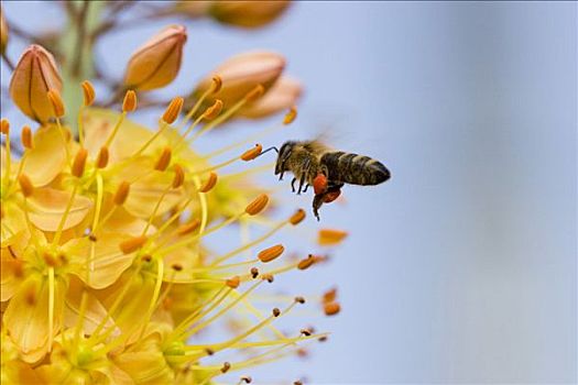 蜜蜂,花粉,蜂蜜