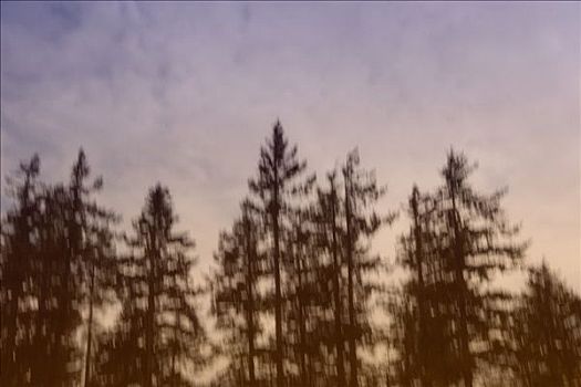 模糊,花旗松,树,奎德拉岛,不列颠哥伦比亚省,加拿大
