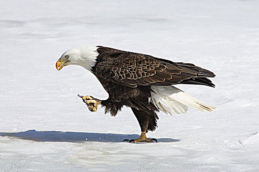 白头鹰,海雕属,雕,走,冰,安大略省,加拿大