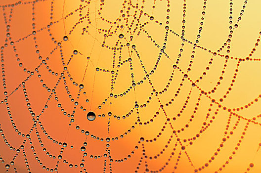 蜘蛛网,露珠,日出,北莱茵威斯特伐利亚,德国,欧洲