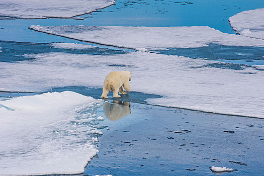 北极熊,走,上方,浮冰,北极,斯瓦尔巴特群岛,挪威,欧洲