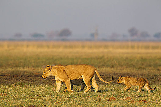 狮子,女性,两个,幼兽,走,早晨,萨维提,乔贝国家公园,博茨瓦纳,非洲