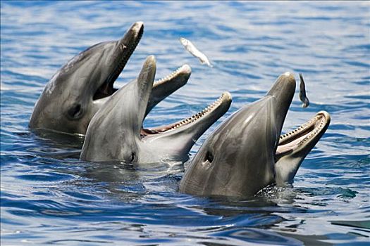 夏威夷,瓦胡岛,海洋生物,公园,三个,宽吻海豚,抓住,食物