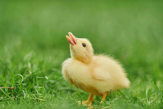 鸭子,幼禽,绿色,草地,德国,欧洲