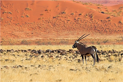 野生动物,纳米比亚