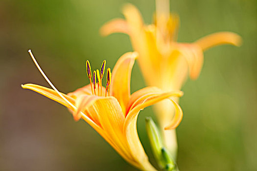 黄花菜