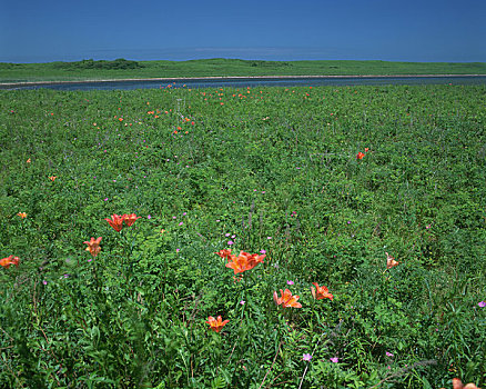 野花,地点