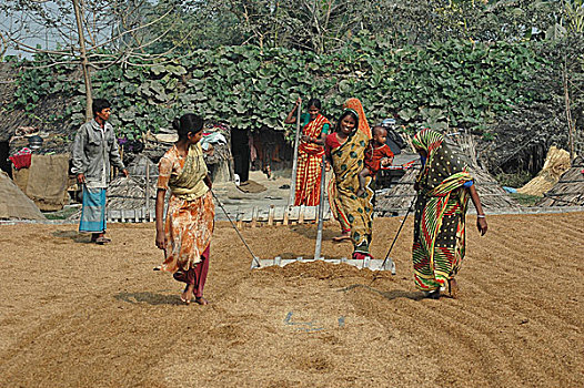 女人,处理,稻米,集市,库尔纳市,孟加拉,七月,2005年