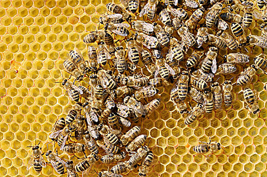 蜜蜂,意大利蜂,恐慌,排列,蜂巢
