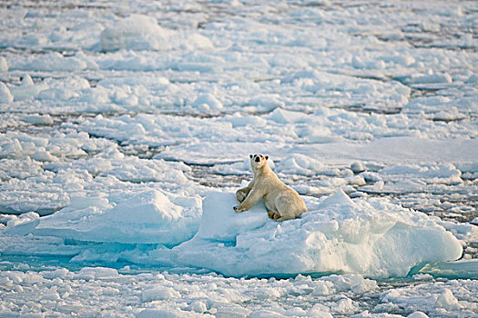 北极熊,雄性,晒太阳,浮冰,斯匹次卑尔根岛,斯瓦尔巴特群岛,岛屿,挪威,欧洲