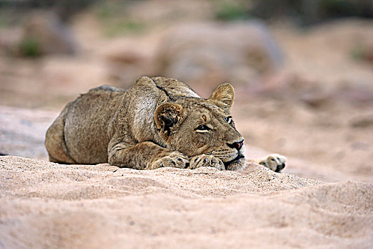 狮子,成年,女性,休息,卧,干枯河床,沙子,禁猎区,克鲁格国家公园,南非,非洲