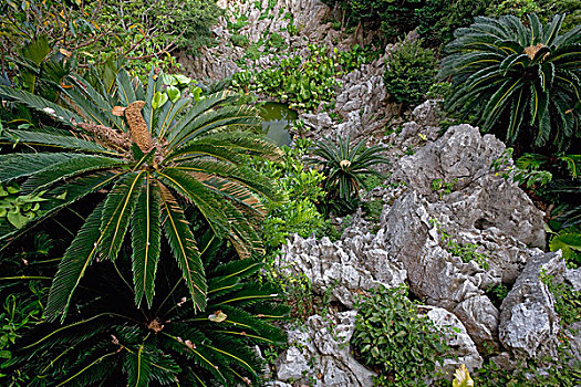 铁树目裸子植物,植物,喀斯特地貌,岩石构造,冲绳,日本