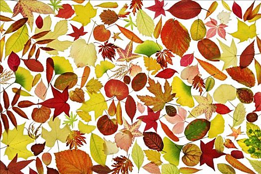 种类,收集,秋天,色彩,叶子,静物
