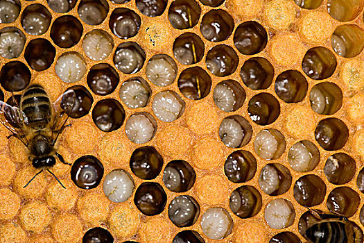 蜜蜂,意大利蜂,工蜂,照顾,幼体,窝,蜂巢,蜂窝,诺曼底