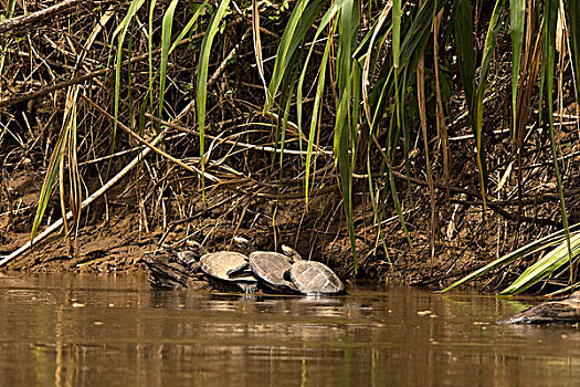 河,龟,玛努国家公园,秘鲁