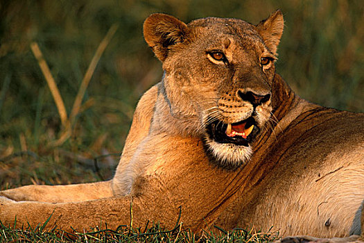非洲,博茨瓦纳,莫雷米禁猎区,雌狮,狮子,休息,茂密,草,靠近,日出