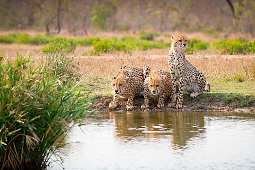 三个,印度豹,猎豹,站立,蹲,水坑,看别处