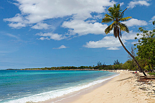 棕榈树,海滩,格朗特尔岛,瓜德罗普,岛屿,法属安的列斯群岛,小安的列斯群岛,加勒比海