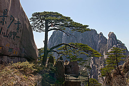 黄山,奇松,名松