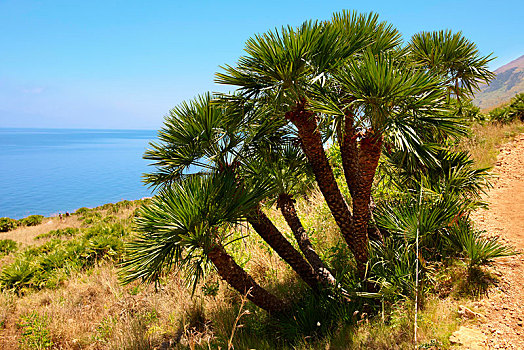 矮小,棕榈树,自然保护区,西西里,意大利,欧洲