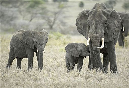 非洲,灌木,大象,非洲象,母牛,幼仔,塞伦盖蒂,坦桑尼亚