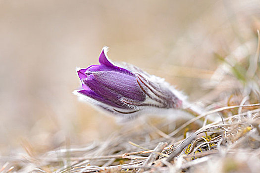 白头翁花,花,落日