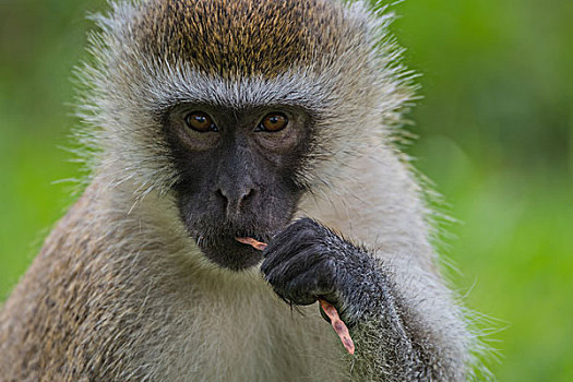 肯尼亚山国家公园黑面长尾猴