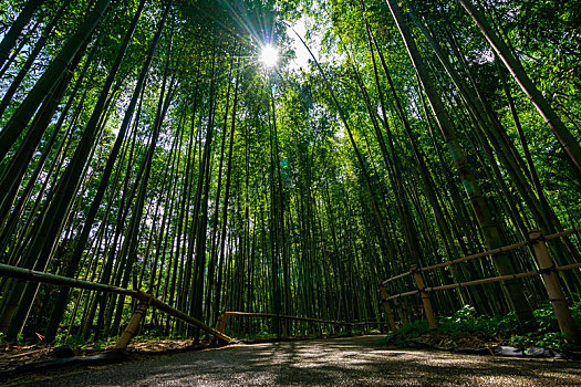 日本京都嵯峨野岚山竹林风光