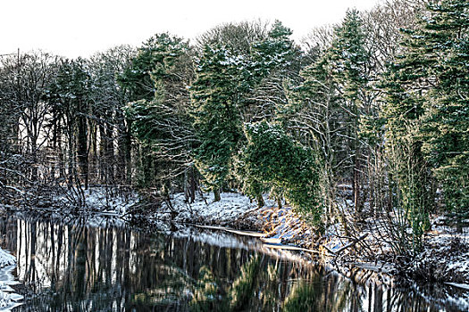 英格兰,达勒姆郡,积雪,常青树,河岸