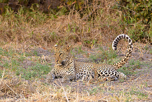 豹,卧,草,南卢安瓜国家公园,赞比亚,非洲