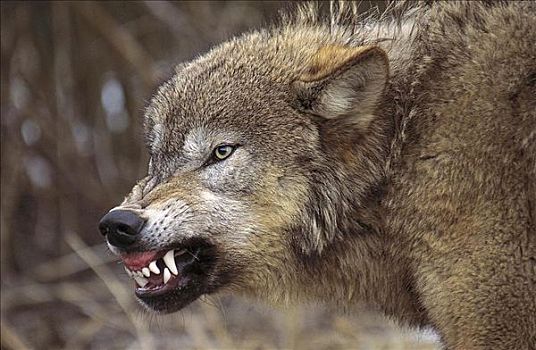灰狼,狼,狰狞,哺乳动物,北美,动物