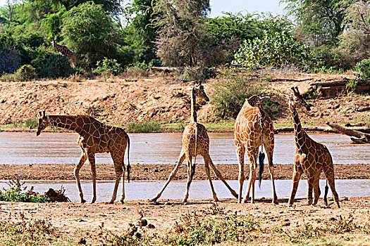 网纹长颈鹿,长颈鹿,河,萨布鲁国家公园,肯尼亚,非洲