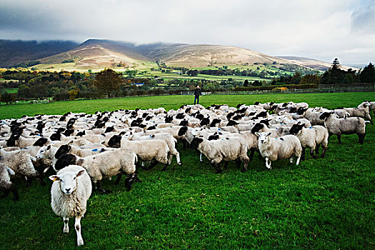 大,羊群,草地,山,远景
