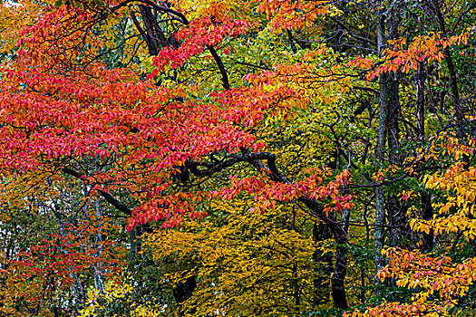 秋色,褐色,州立公园,印地安那,美国