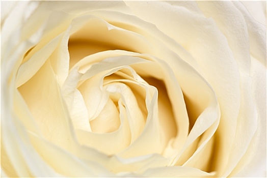 乳白色,玫瑰