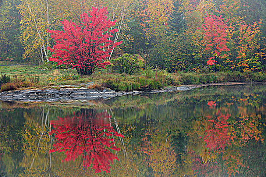 秋天,反射,湖,雾状,早晨,萨德伯里,安大略省,加拿大