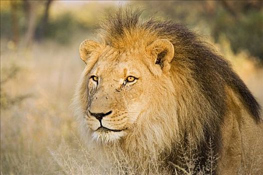 狮子,雄性,纳米比亚,非洲