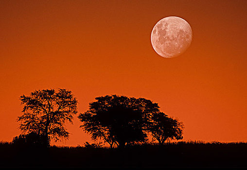 黃昏,天空,月亮,卡拉哈迪大羚羊国家公园,卡拉哈里沙漠,南非
