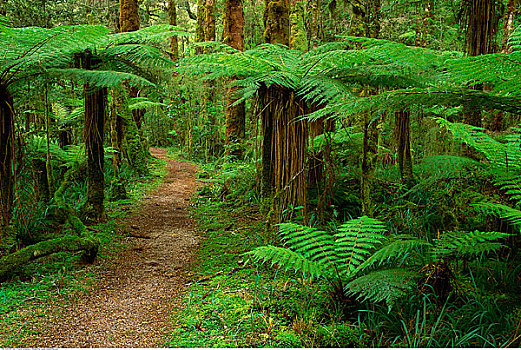 小路,树林,卡胡朗吉国家公园,南岛,新西兰