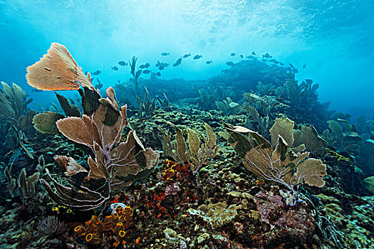 珊瑚,礁石,海洋,鱼群,鱼,小,多巴哥岛,斯佩塞德,特立尼达和多巴哥,背风群岛,加勒比,加勒比海