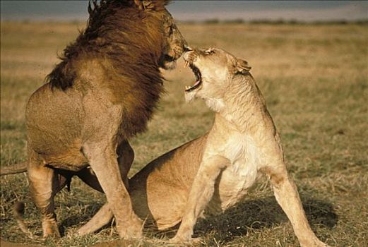 非洲狮,狮子,伴侣,争斗,交配,塞伦盖蒂国家公园,坦桑尼亚