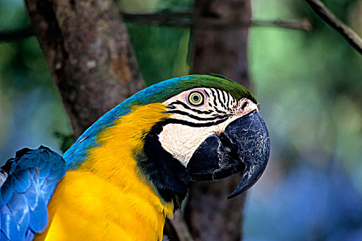 多巴哥岛,蓝黄金刚鹦鹉,特写