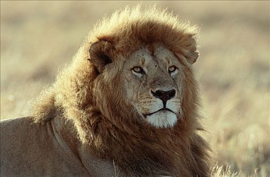 非洲狮,雄性,禁猎区,肯尼亚,狮子