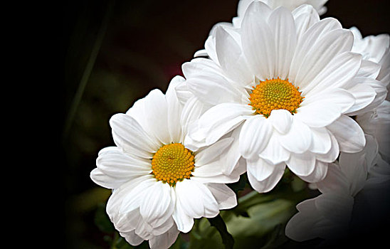 白色,菊花,花,微距,深色背景