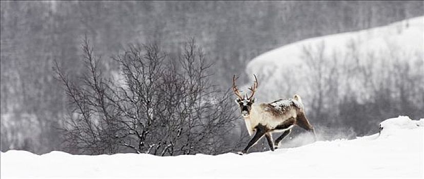 北美驯鹿,驯鹿属,雪景,瑞典