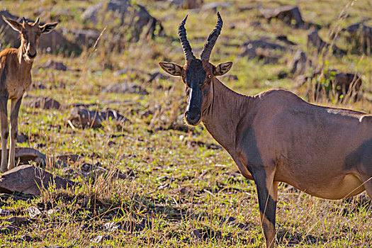 肯尼亚马赛马拉国家公园转角牛羚